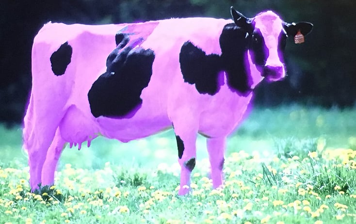 seth-godin-nbf-2016-purple-cow-1.jpg